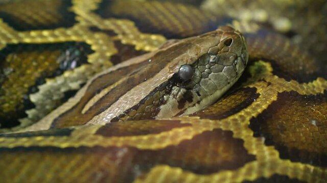 The Burmese python curled up in the zoo. This is a large snake with an average length of 6 meters living in the jungle, feeding on reptiles and mammals