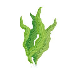 green seaweed plants © Gstudio