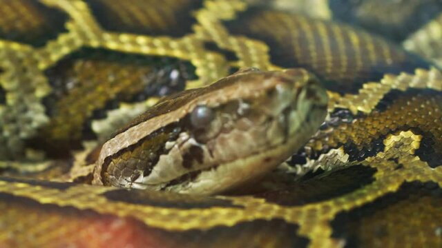 The Burmese python curled up in the zoo. This is a large snake with an average length of 6 meters living in the jungle, feeding on reptiles and mammals
