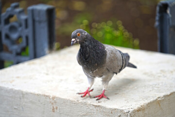Obraz premium Portrait of a grey pigeon on a blurry background
