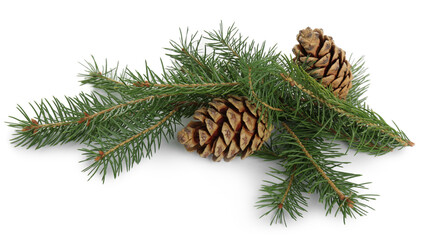 Naklejka na ściany i meble Beautiful fir branches with dry cones on white background