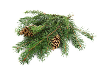 Beautiful fir tree branches with pinecones on white background