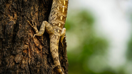 A Indian brown Chameleon (Girgit) resting on tree branch. A wild lizards sitting and climbing on the Gum arabic tree (kikar) Blur and sunset background. Little speckled black dots tail