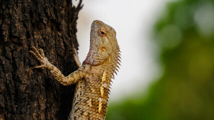 The chameleon is on a tree trunk and the scales on his skin. A Brown Chameleon(girgit) looking and resting on the tree. Wild lizard sitting in forest with blur background.