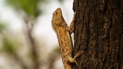 The chameleon is on a tree trunk and the scales on his skin. A Brown Chameleon(girgit) looking and resting on the tree. Wild lizard sitting in forest with blur background.
