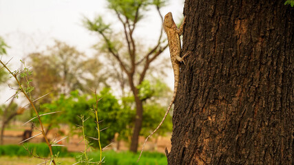 A chameleon perched on a Gum arabic tree in India. The brown wild lizard sitting on the branch with blur background. Oriental Garden lizard also known Indian garden lizard.Wildlife concept