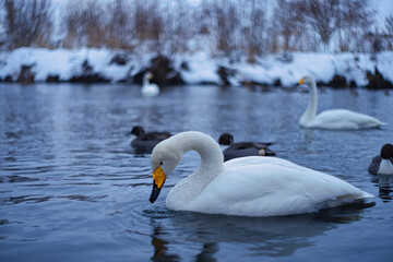 微笑んでいるような白鳥 / Swan