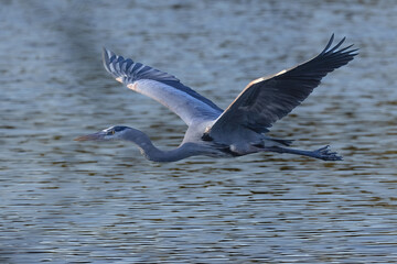 Fototapeta na wymiar Great Blue Heron Flying over Water with Wings Spread