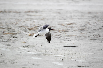 beach scene, flowers, birds