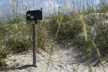 beach scene, flowers, birds
