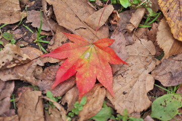 福原山荘の紅葉