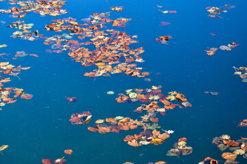 Water full of withered leaves. Autumn in nature. Fallen leaves float on the surface of the water.