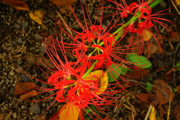 Red cluster amaryllis flower in Kyoto, Japan - 赤い彼岸花