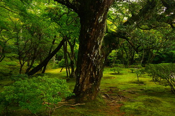 Luch Green Moss and Japanese garden at Ginkaku-ji Temple or Silver Pavilion in Kyoto, Japan - 日本 京都 銀閣寺 日本庭園 苔	