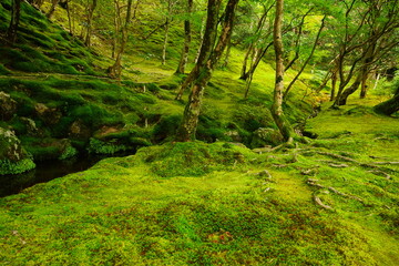 Luch Green Moss and Japanese garden at Ginkaku-ji Temple or Silver Pavilion in Kyoto, Japan - 日本 京都 銀閣寺 日本庭園 苔	