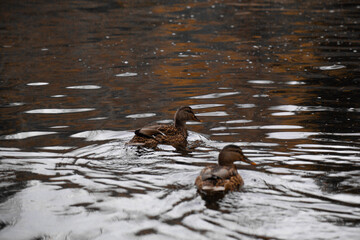 duck river nature animal forest wild nature