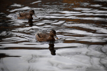 duck river nature animal forest wild nature