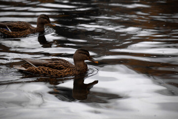 duck river nature animal forest wild nature