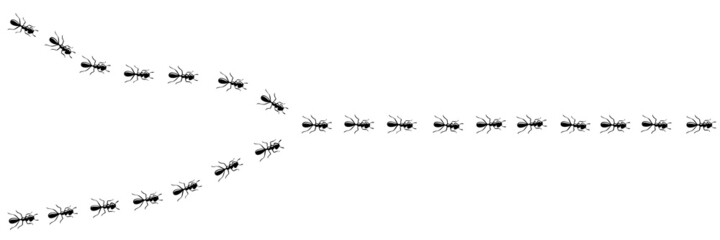 Ants marching in trail searching food. Ant path isolated in white background. Vector illustration