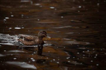 duck river nature animal forest wild nature