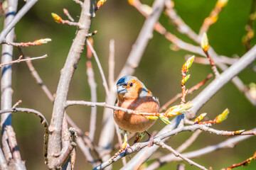 Common chaffinch, Fringilla coelebs, sits on a branch in spring on green background. Common chaffinch in wildlife.