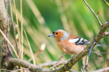 Common chaffinch, Fringilla coelebs, sits on a branch in spring on green background. Common chaffinch in wildlife.