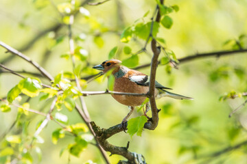 Common chaffinch, Fringilla coelebs, sits on a branch in spring on green background. Common chaffinch in wildlife.