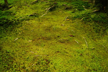 Luch Green Moss and Japanese garden at Ginkaku-ji Temple or Silver Pavilion in Kyoto, Japan - 日本 京都 銀閣寺 日本庭園 苔	