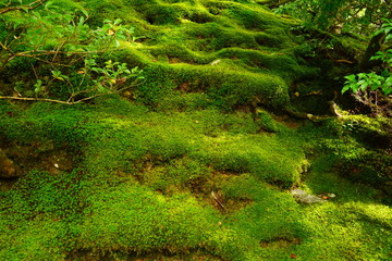 Luch Green Moss and Japanese garden at Ginkaku-ji Temple or Silver Pavilion in Kyoto, Japan - 日本 京都 銀閣寺 日本庭園 苔	
