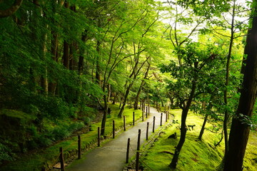 Mountain Path surrounding by Lush green leaves and foliage at Japanese garden of Ginkaku-ji Temple or The Silver Pavilion in Kyoto, Japan - 日本 京都 銀閣寺 日本庭園 山道