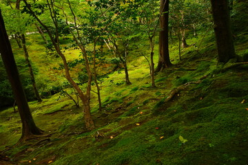 Fototapeta premium Luch Green Moss and Japanese garden at Ginkaku-ji Temple or Silver Pavilion in Kyoto, Japan - 日本 京都 銀閣寺 日本庭園 苔 