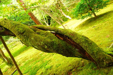 Lush green leaves and foliage at Japanese garden of Ginkaku-ji Temple or The Silver Pavilion in Kyoto, Japan - 日本 京都 銀閣寺 日本庭園