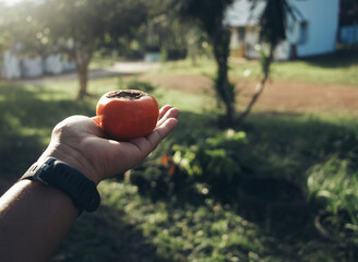 hand holding a colorful orange persimmon
