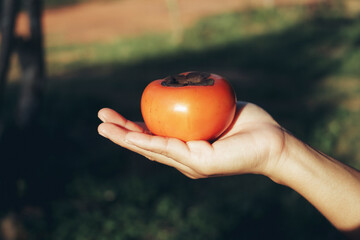 hand holding a colorful orange persimmon
