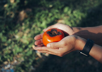 hand holding a colorful orange persimmon
