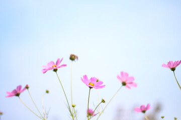Pink cosmos flowers blooming field on blue sky background