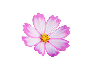 White cosmos bipinnatus with yellow pollen and  pink edge isolated on white background , clipping path