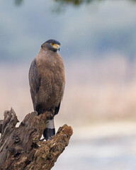 A crested serpent eagle