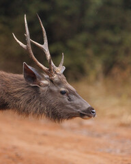 A sambar deer in the spotlight
