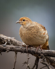 A grey francolin