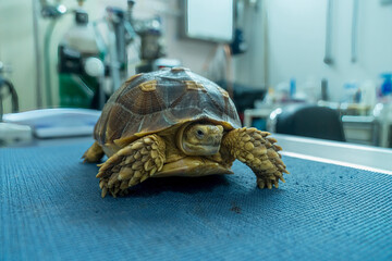 Turtles are Exotic Pets. Sulcata Tortoise or African spurred tortoise are walking on the table  in...