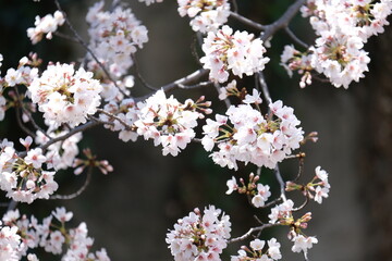 cherry blossom in spring
