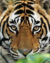 A close-up portrait of a tiger