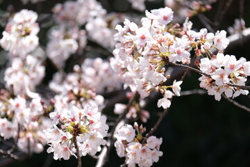 Cherry blossom in Japan