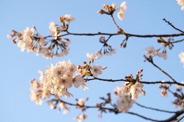 Cherry blossom in Japan