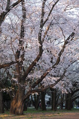 Cherry blossom in Japan