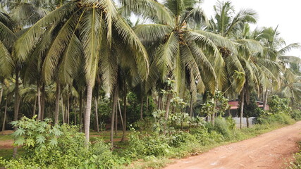 trees in the field
