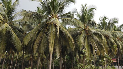 palm trees in the wind