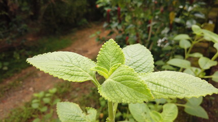 leaves in the garden