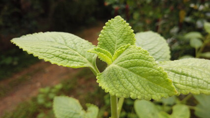 mint leaves in the garden
